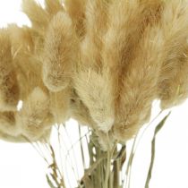 Lagurus ovatus, Pennisetum Grass, Velvet Grass Marrone chiaro naturale L40–50cm 30g