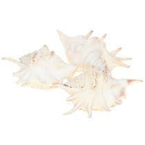 Prodotto Decorazione naturale a forma di lumaca di mare Lambis 14 cm 10 pezzi