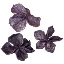 Prodotto Landlotus Mix Mora, Rosa Antico 50 pz