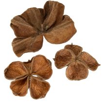 Prodotto Landlotus Nature 50 pz