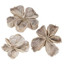 Prodotto Landlotus sbiancato 6-12 cm 50 pezzi