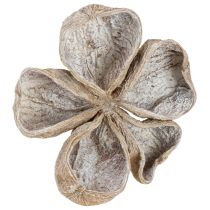 Prodotto Landlotus sbiancato 6-12 cm 50 pezzi
