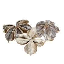 Prodotto Landlotus bianco lavato 6-12 cm 50 pz