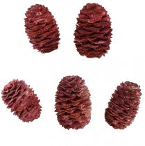 Prodotto Coni di Leucadendron Sabulosum in rosso satinato 500g