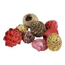 Prodotto Coni di Leucadendron Bellgum Verde Rosso Giallo Glassato 300g