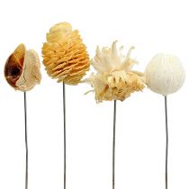 Assortimento Leucodentron sbiancato su filo 100pz