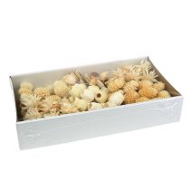 Prodotto Assortimento di Leucodendron sbiancato decorazione su filo 100 pz
