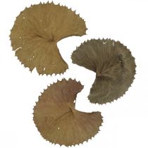 Foglie di loto essiccate naturali a secco decorazione foglia di ninfea 50 pezzi