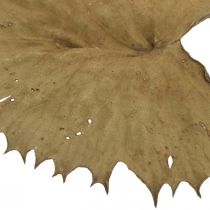 Prodotto Foglie di loto essiccate decorazione naturale secca foglia di ninfea 50 pezzi