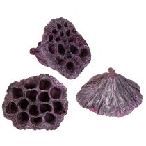 Prodotto Capsule di loto, floristica secca, bulbo di loto rosa, bianco lavato 50 pezzi