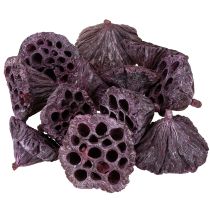 Prodotto Capsule di loto, floristica secca, bulbo di loto rosa, bianco lavato 50 pezzi