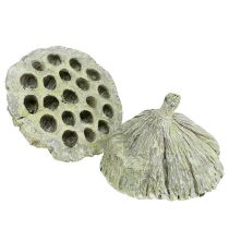Prodotto Fiaschetta Lotus mix verde lavato Ø6cm - 10cm 50 pz