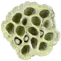Prodotto Fiaschetta Lotus mix verde lavato Ø6cm - 10cm 50 pz