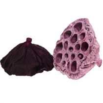 Prodotto Lotus Mix Rosa, Erika Ø6cm - Ø10cm 50 pz