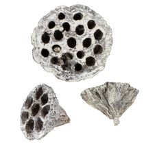 Prodotto Lotos Fiaschetta decorativa naturale in loto lavata bianca 6-8 cm 50 pezzi