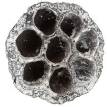 Prodotto Lotos Fiaschetta decorativa naturale in loto lavata bianca 6-8 cm 50 pezzi