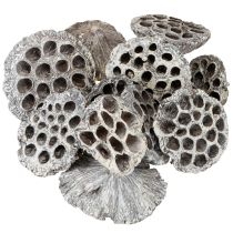 Prodotto Lotos Fiaschetta decorativa naturale in loto lavata bianca 6-8 cm 50 pezzi