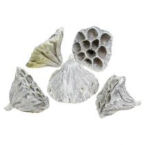 Prodotto Lotus Natural Deco Bulbo di loto bianco lavato 6-8 cm 50 pz