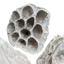Prodotto Lotus Natural Deco Bulbo di loto bianco lavato 6-8 cm 50 pz