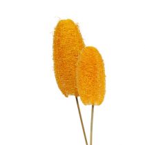 Prodotto Piccola luffa su bastoncino, giallo dorato, 25 pezzi