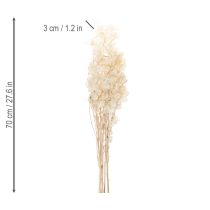 Prodotto Fiori secchi di Lunaria, violetta lunare, foglia argentata, essiccati, 60-80 cm, 30 g