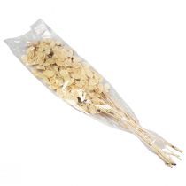 Prodotto Lunaria Deco Luna Viola Foglia Argento Essiccata 90cm 100g