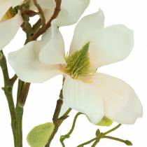 Magnolia Pesca 85cm