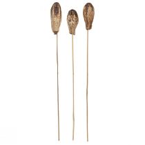 Prodotto Cialde in Mogano Decorazione a Secco Naturale 45cm 50 pz