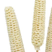 Pannocchie di mais sbiancate su un bastoncino 20 pezzi