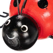 Prodotto Coccinelle portafortuna in legno Graziose decorazioni per casa e fioriere 5 cm, 6 pezzi