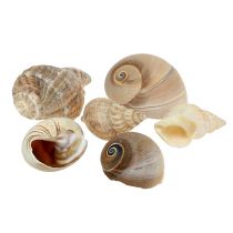 Miscela di conchiglie decorative marittime natura 400g