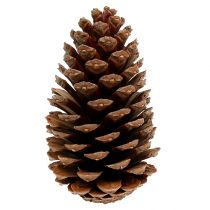 Prodotto Coni Maritima 14/18 naturali 25 pz
