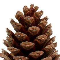 Prodotto Coni Maritima 14/18 naturali 25 pz