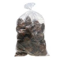 Prodotto Coni Maritima 14/18 naturali 25 pz