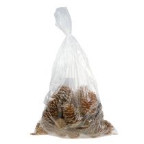Prodotto Coni Maritima crema-vaniglia misti 5-18cm 25 pezzi