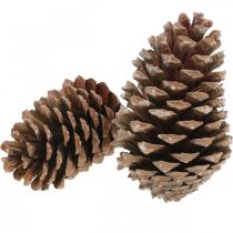 Prodotto Coni Maritima, floristica in lutto, decorazione dell&#39;Avvento, prodotto naturale H12-15cm Ø6,5-10cm 50 pezzi