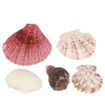 Prodotto Conchiglie decorative marittime mescolate in rete colorata 3,5-6 cm 300 g × 3 pezzi