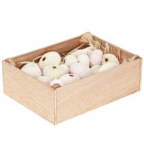 Prodotto Decorazione marittima conchiglia di riccio di mare rosa, decorazione sparsa bianca 20 pezzi