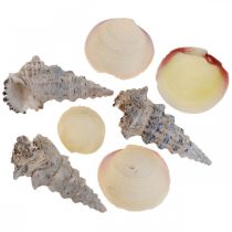 Decorazione Marittima Conchiglie Conchiglie di Lumaca Streudeko 600g