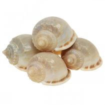 Decorazione marittima gusci di lumache lumache di mare 4-8cm 10p