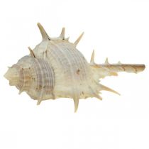 Decorazione marittima gusci di lumaca lumaca spinosa 3-6 cm 1 kg