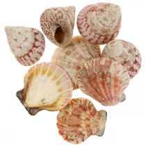 Decorazione marittima vere conchiglie decorazione gusci di lumaca 700g