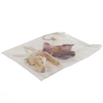 Prodotto Appendiabiti decorativo marittimo conchiglia stella marina Ø10–12 cm 40 cm