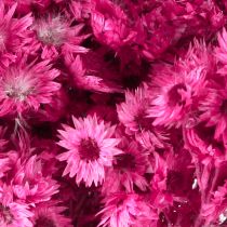 Prodotto Mini Fiore Di Paglia Rosa Fiori Secchi Fiore Di Roccia H20cm 15g