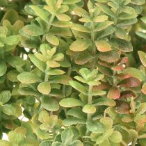 Prodotto Mini pianta artificiale succulenta verde con stelo H23cm