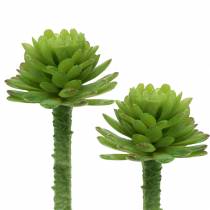 Mini - succulento 6,5 cm 6 pezzi