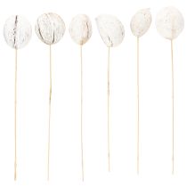 Prodotto Mintolla pallina su stick mix imbiancato 6 pz