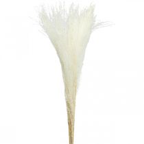 Erba piuma deco sbiancata erba secca Miscanthus 75cm 10pz