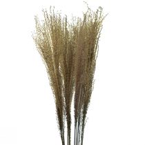 Miscanthus Canna cinese erba secca decorazione secca 75 cm 10 pz