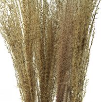 Prodotto Miscanthus Canna cinese erba secca decorazione secca 75 cm 10 pz